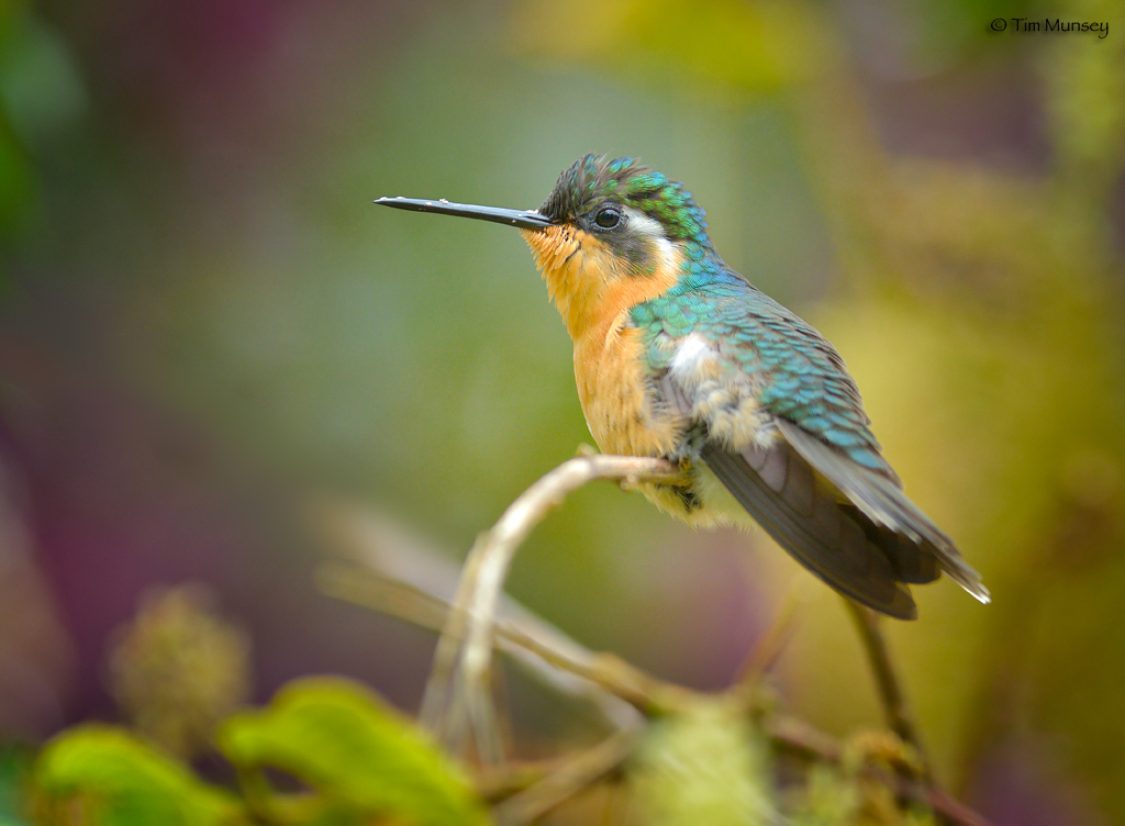 Purple-throated Mountain-gem hummingbird